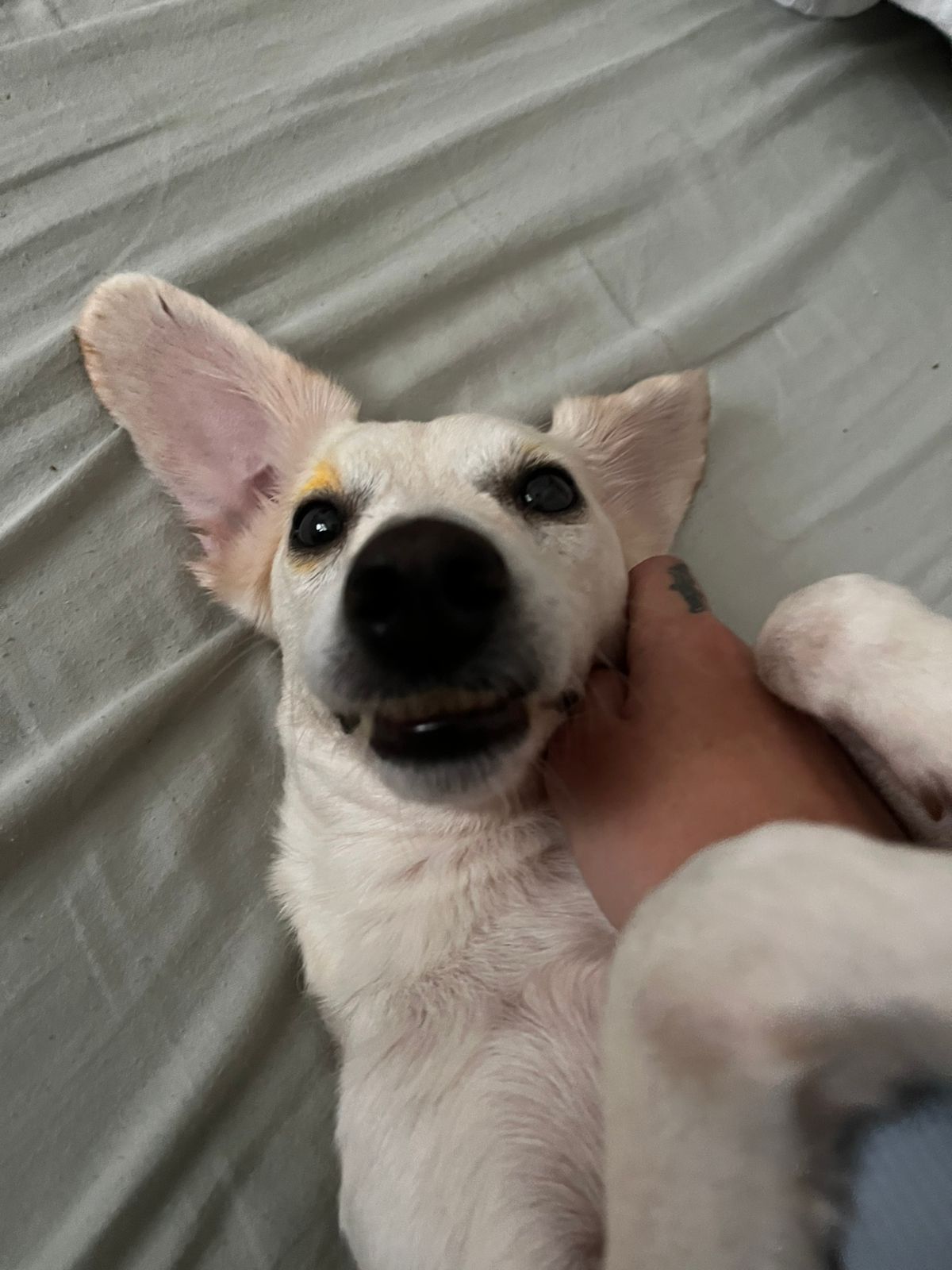 Perro blanco feliz