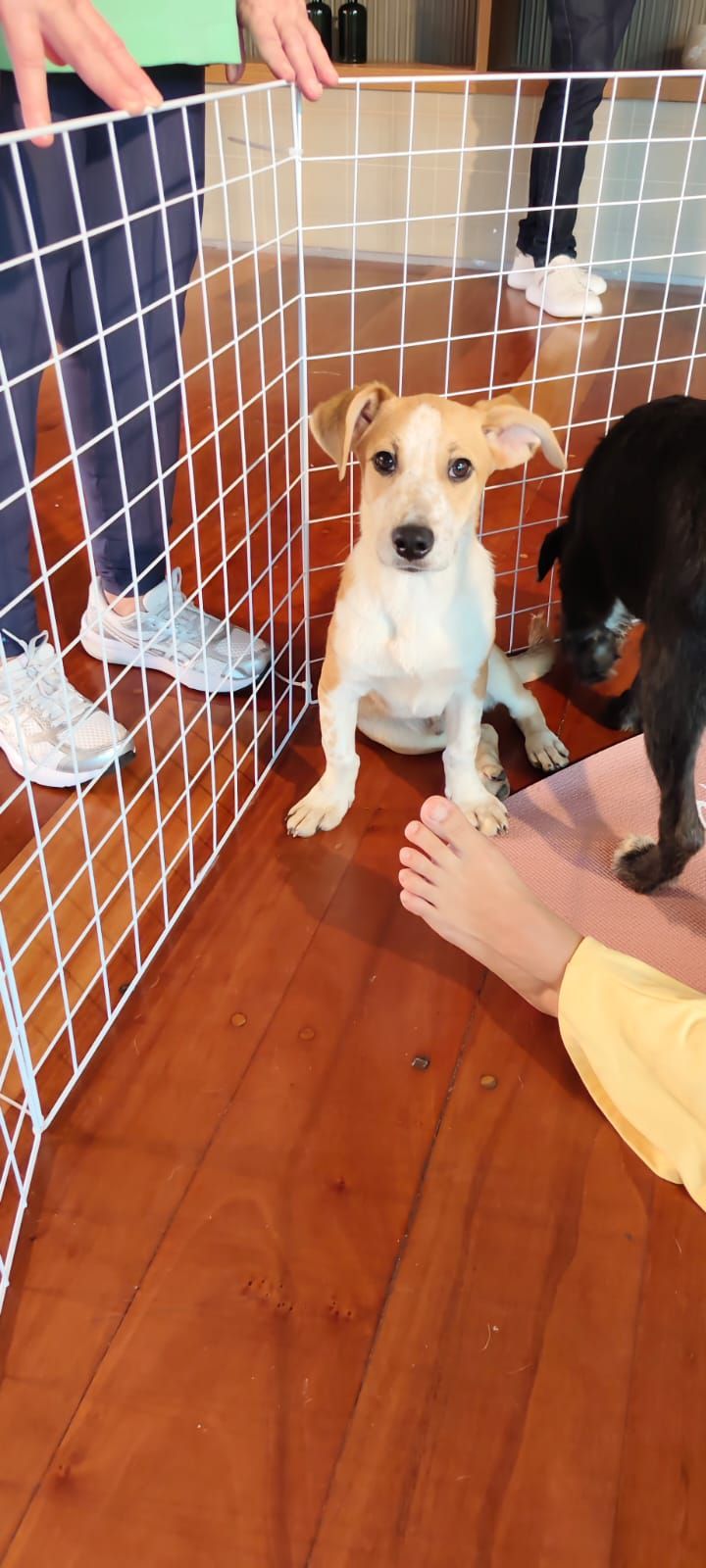 Cachorro protegido
